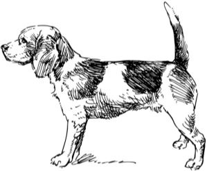 Иллюстрация к книге — Алый. С вопросами и ответами для почемучек [i_064.jpg]