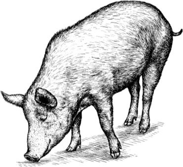 Иллюстрация к книге — Алый. С вопросами и ответами для почемучек [i_071.jpg]