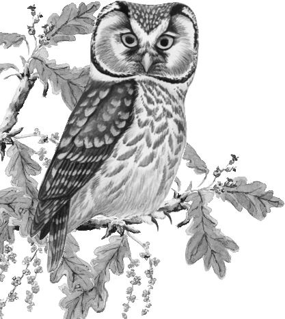 Иллюстрация к книге — Алый. С вопросами и ответами для почемучек [i_073.jpg]