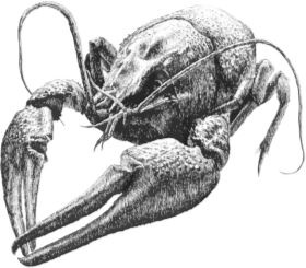 Иллюстрация к книге — Алый. С вопросами и ответами для почемучек [i_084.jpg]