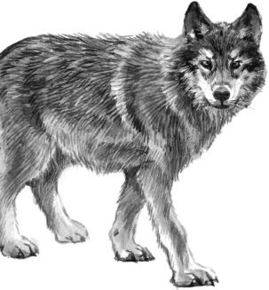 Иллюстрация к книге — Алый. С вопросами и ответами для почемучек [i_088.jpg]