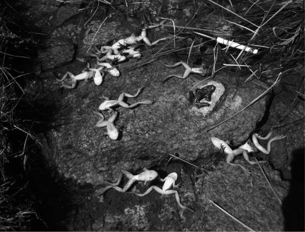 Иллюстрация к книге — Шестое вымирание [i_001.jpg]