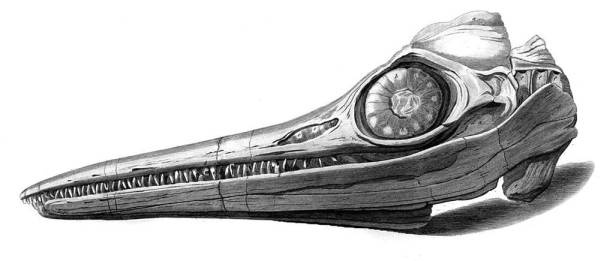 Иллюстрация к книге — Шестое вымирание [i_006.jpg]