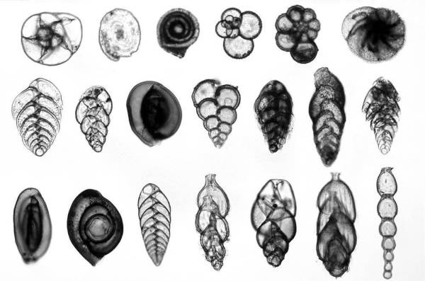 Иллюстрация к книге — Шестое вымирание [i_013.jpg]