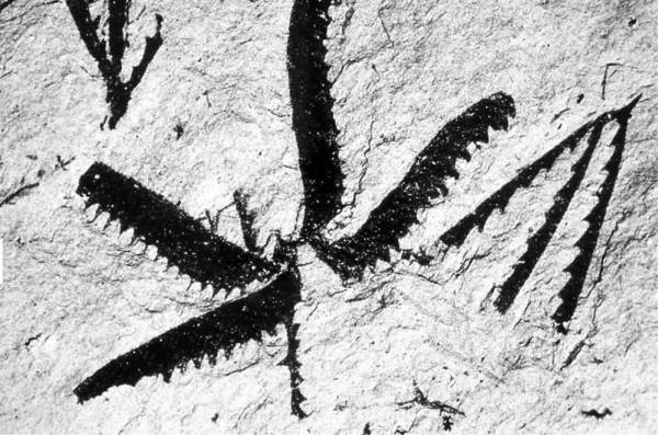 Иллюстрация к книге — Шестое вымирание [i_019.jpg]