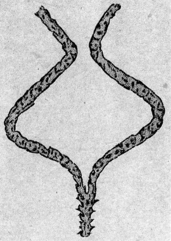 Иллюстрация к книге — Шестое вымирание [i_020.jpg]