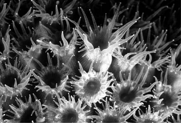 Иллюстрация к книге — Шестое вымирание [i_024.jpg]