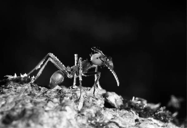 Иллюстрация к книге — Шестое вымирание [i_031.jpg]