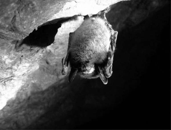 Иллюстрация к книге — Шестое вымирание [i_033.jpg]