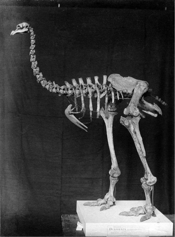 Иллюстрация к книге — Шестое вымирание [i_040.jpg]