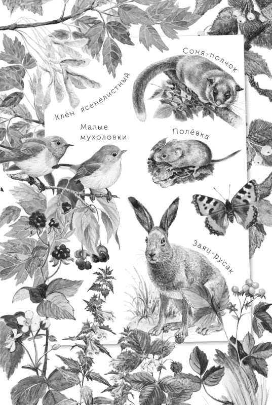 Иллюстрация к книге — Лесная сказка. С вопросами и ответами для почемучек [i_001.jpg]