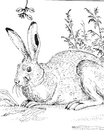 Иллюстрация к книге — Лесная сказка. С вопросами и ответами для почемучек [i_002.jpg]