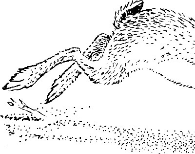 Иллюстрация к книге — Лесная сказка. С вопросами и ответами для почемучек [i_005.jpg]