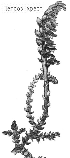 Иллюстрация к книге — Лесная сказка. С вопросами и ответами для почемучек [i_006.jpg]