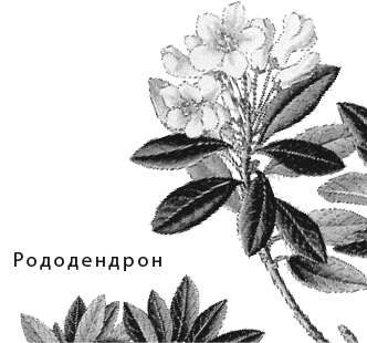 Иллюстрация к книге — Лесная сказка. С вопросами и ответами для почемучек [i_008.jpg]