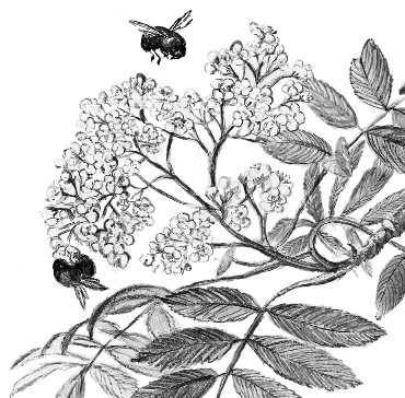 Иллюстрация к книге — Лесная сказка. С вопросами и ответами для почемучек [i_009.jpg]