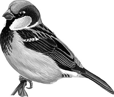 Иллюстрация к книге — Лесная сказка. С вопросами и ответами для почемучек [i_010.jpg]