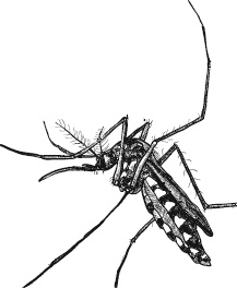 Иллюстрация к книге — Лесная сказка. С вопросами и ответами для почемучек [i_013.jpg]