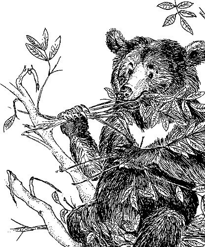 Иллюстрация к книге — Лесная сказка. С вопросами и ответами для почемучек [i_015.jpg]