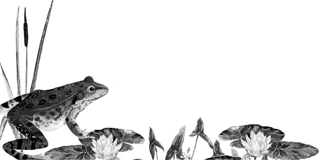 Иллюстрация к книге — Лесная сказка. С вопросами и ответами для почемучек [i_016.jpg]