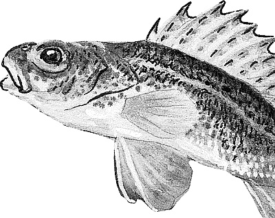 Иллюстрация к книге — Лесная сказка. С вопросами и ответами для почемучек [i_020.jpg]