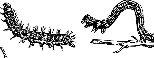 Иллюстрация к книге — Лесная сказка. С вопросами и ответами для почемучек [i_025.jpg]