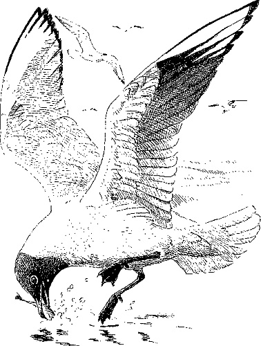 Иллюстрация к книге — Лесная сказка. С вопросами и ответами для почемучек [i_026.jpg]