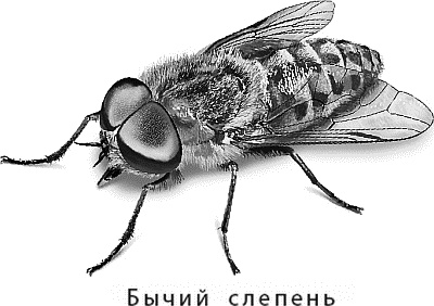 Иллюстрация к книге — Лесная сказка. С вопросами и ответами для почемучек [i_027.jpg]
