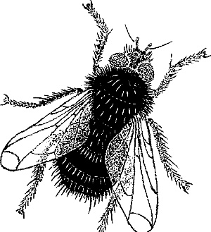 Иллюстрация к книге — Лесная сказка. С вопросами и ответами для почемучек [i_029.jpg]