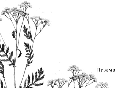 Иллюстрация к книге — Лесная сказка. С вопросами и ответами для почемучек [i_030.jpg]