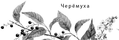 Иллюстрация к книге — Лесная сказка. С вопросами и ответами для почемучек [i_031.jpg]