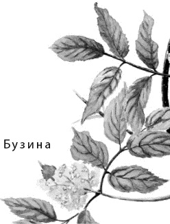 Иллюстрация к книге — Лесная сказка. С вопросами и ответами для почемучек [i_032.jpg]