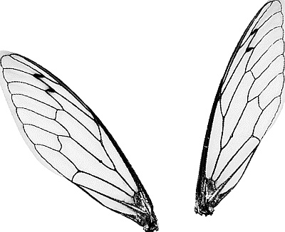 Иллюстрация к книге — Лесная сказка. С вопросами и ответами для почемучек [i_033.jpg]