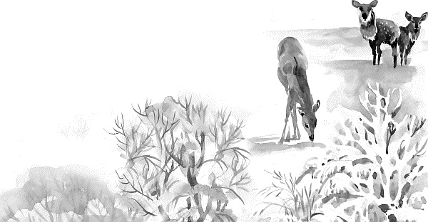 Иллюстрация к книге — Лесная сказка. С вопросами и ответами для почемучек [i_035.jpg]