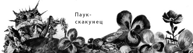 Иллюстрация к книге — Лесная сказка. С вопросами и ответами для почемучек [i_037.jpg]