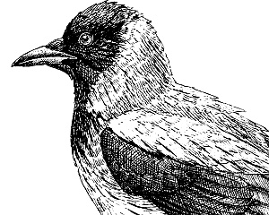 Иллюстрация к книге — Лесная сказка. С вопросами и ответами для почемучек [i_047.jpg]