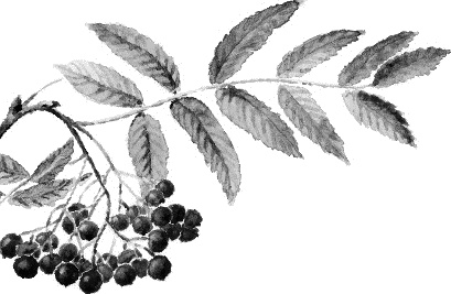 Иллюстрация к книге — Лесная сказка. С вопросами и ответами для почемучек [i_049.jpg]