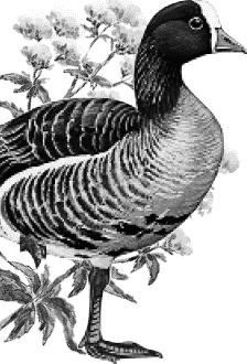 Иллюстрация к книге — Лесная сказка. С вопросами и ответами для почемучек [i_054.jpg]