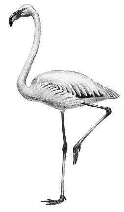 Иллюстрация к книге — Лесная сказка. С вопросами и ответами для почемучек [i_055.jpg]