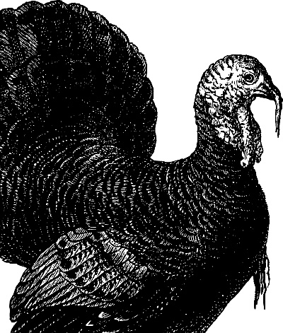 Иллюстрация к книге — Лесная сказка. С вопросами и ответами для почемучек [i_059.jpg]