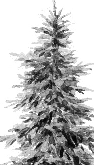 Иллюстрация к книге — Лесная сказка. С вопросами и ответами для почемучек [i_066.jpg]