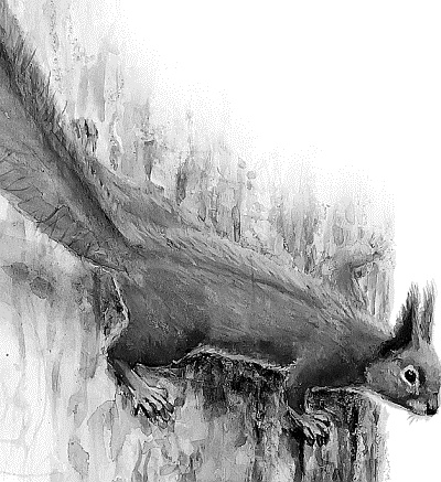 Иллюстрация к книге — Лесная сказка. С вопросами и ответами для почемучек [i_069.jpg]