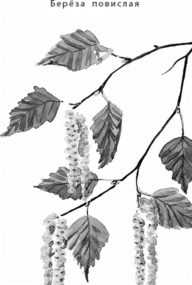 Иллюстрация к книге — Лесная сказка. С вопросами и ответами для почемучек [i_072.jpg]