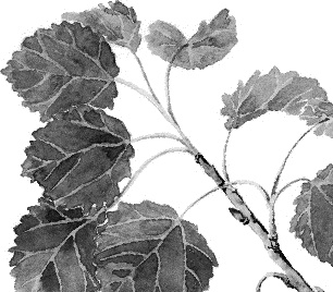 Иллюстрация к книге — Лесная сказка. С вопросами и ответами для почемучек [i_077.jpg]