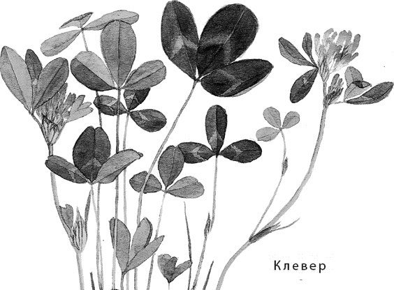 Иллюстрация к книге — Лесная сказка. С вопросами и ответами для почемучек [i_079.jpg]