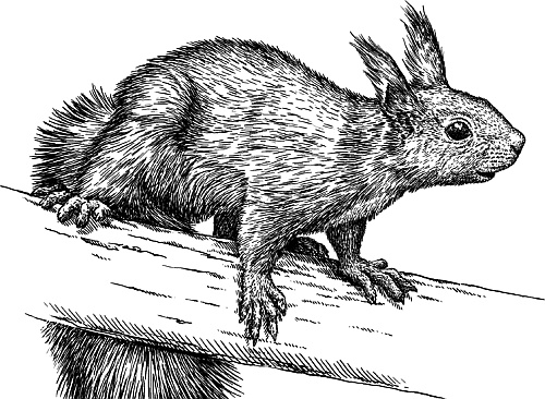 Иллюстрация к книге — Лесная сказка. С вопросами и ответами для почемучек [i_081.jpg]