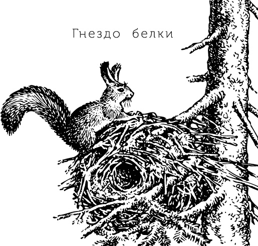 Иллюстрация к книге — Лесная сказка. С вопросами и ответами для почемучек [i_082.jpg]