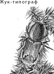 Иллюстрация к книге — Лесная сказка. С вопросами и ответами для почемучек [i_086.jpg]