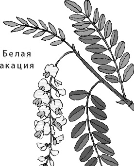 Иллюстрация к книге — Лесная сказка. С вопросами и ответами для почемучек [i_087.jpg]