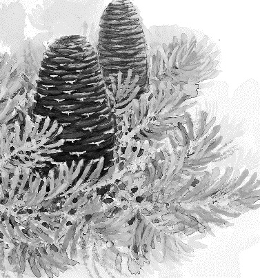 Иллюстрация к книге — Лесная сказка. С вопросами и ответами для почемучек [i_089.jpg]